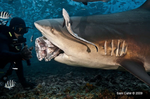Legend of Beqa.  This massive 3.5m pregnant female Bull s... by Sam Cahir 